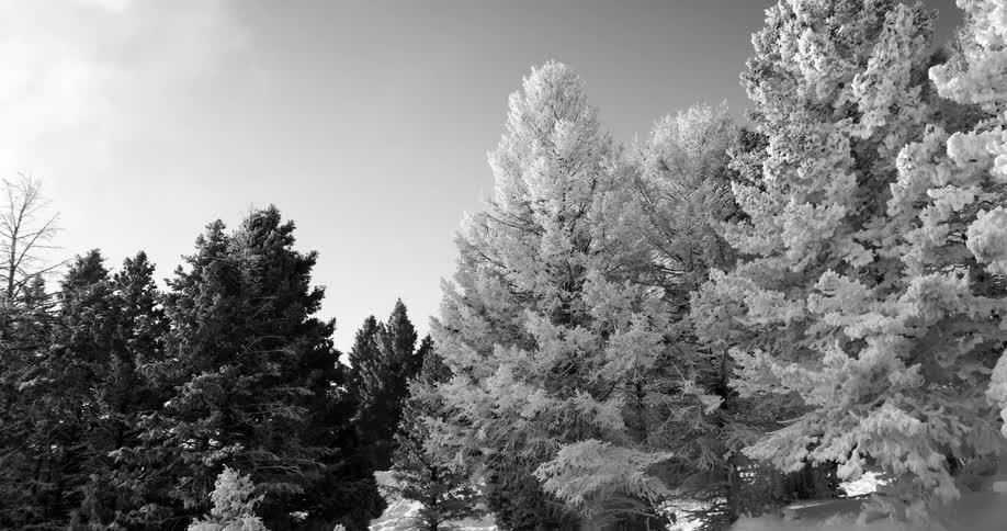 Snow covered pine trees in winter