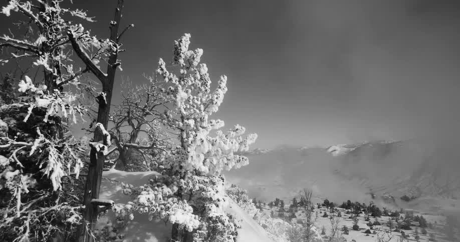 Snow blankets a mountain dotted by trees