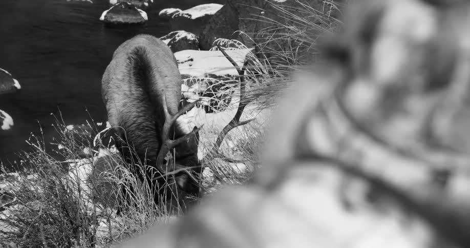 Photographer takes pictures of an elk near a river in winter