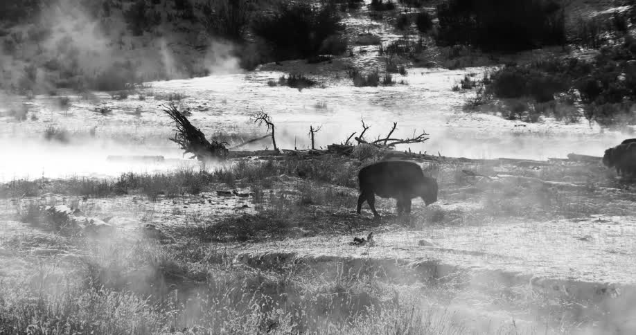 A buffalo roaming the land