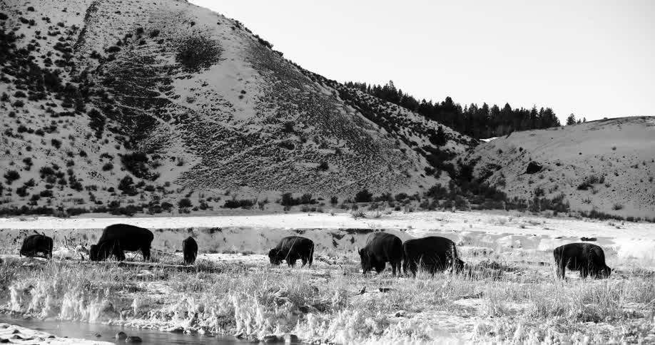 Bison grazing on field at foot of snow covered hills