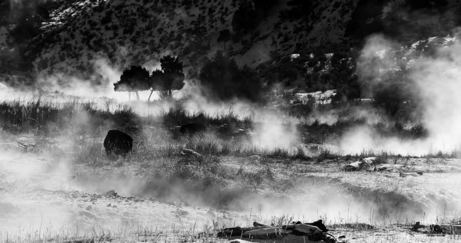 Bison or buffalo grazing on the snow covered plains near the hills