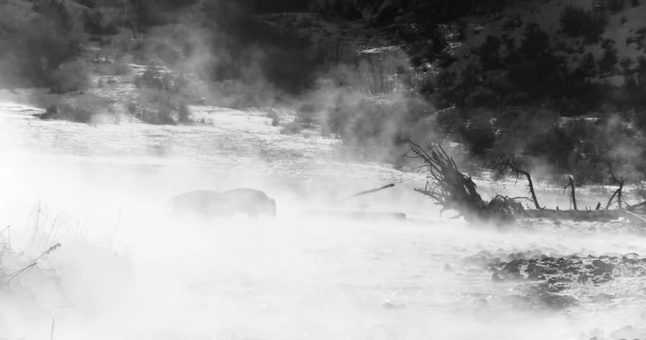 Two bison walk across a river