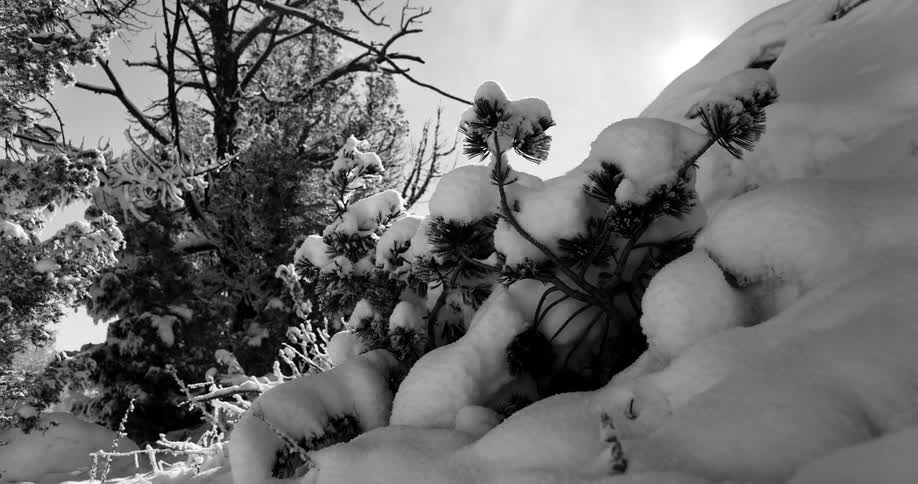 Black and white footage of trees covered in a thick snow layer