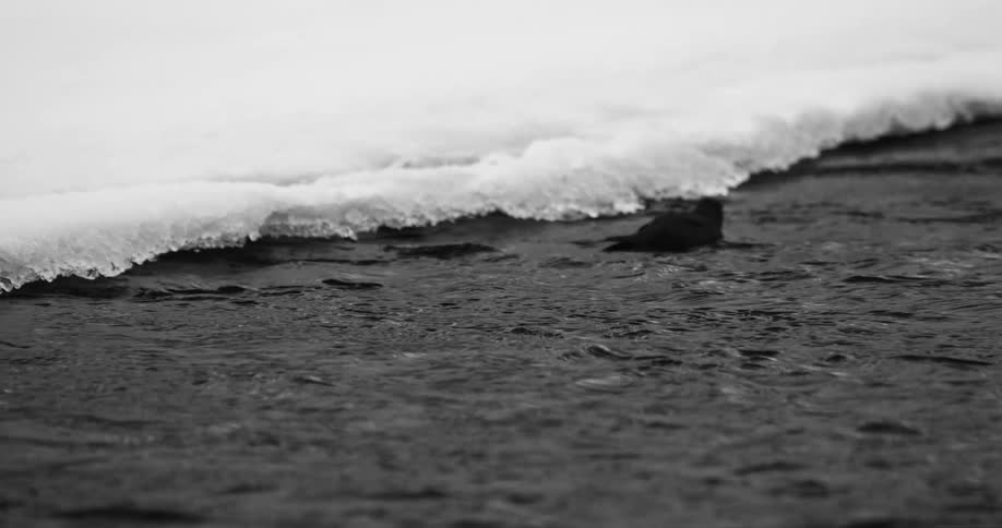 A black sea bird swims in the ocean alongside frozen snow
