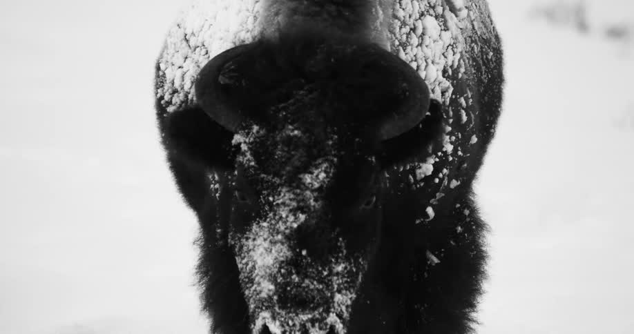 A bison with snow stuck to its fur walks across snow covered ground