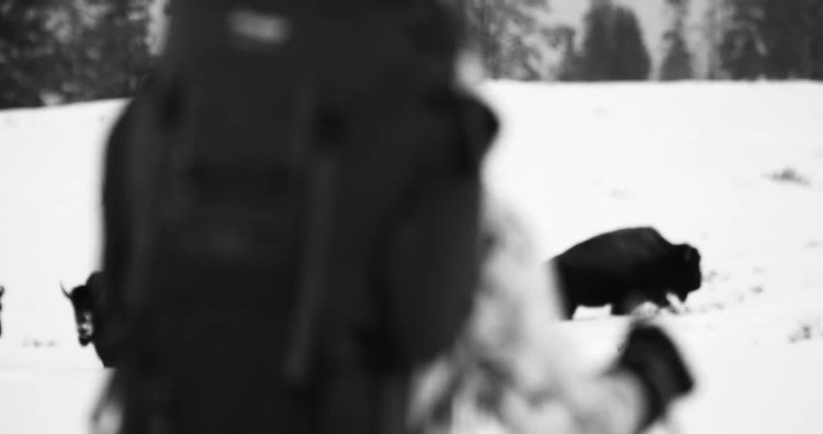 Hiker walks towards a herd of buffalo on the snowy field