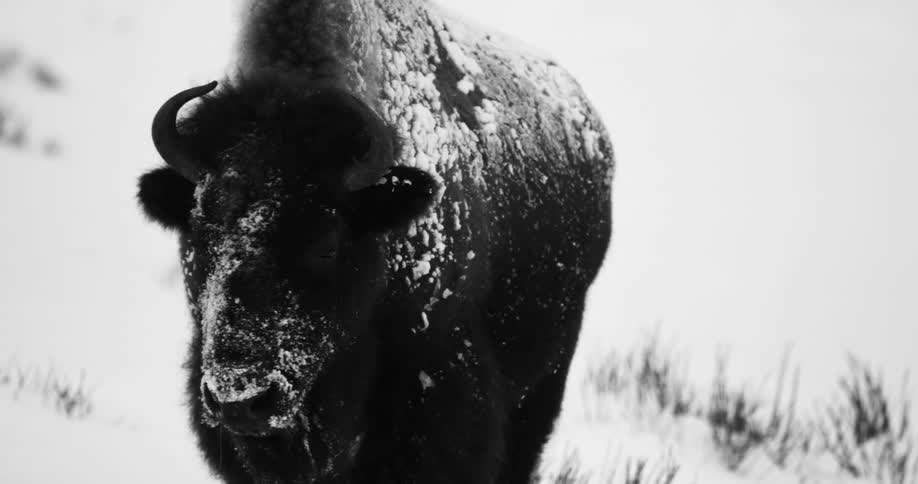 Bison or buffalo stands still on the snow