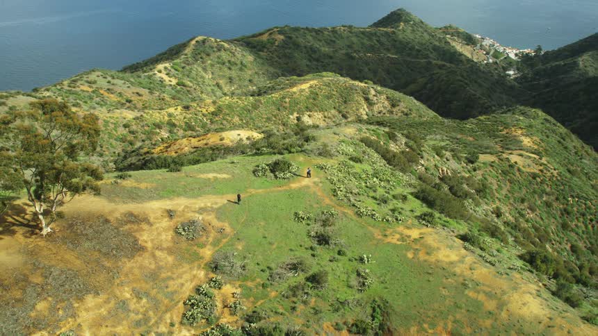 Hills near the coast with trees and the ocean in the background