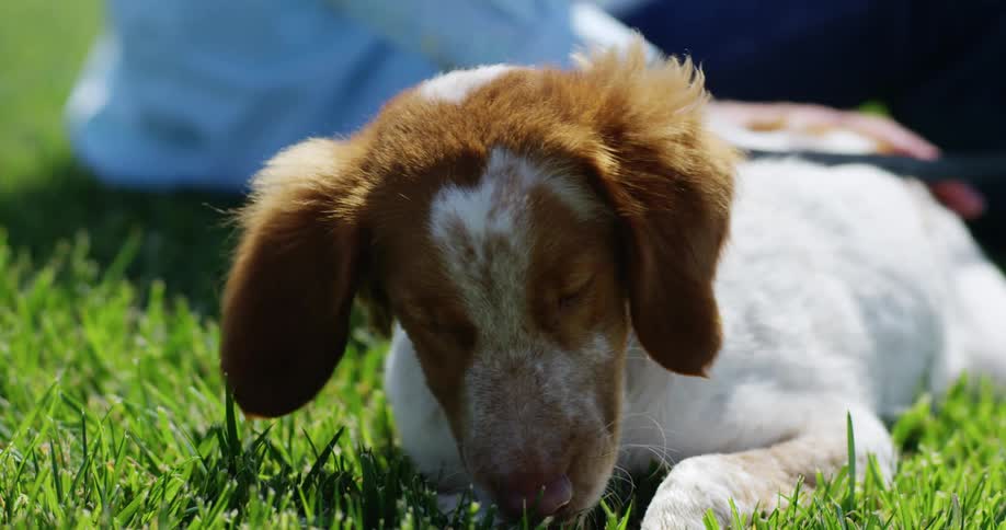 A person is petting their dog outdoors