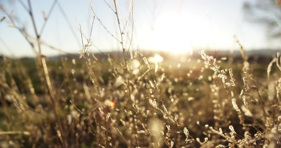 Sun glares from sky near horizon shining on field