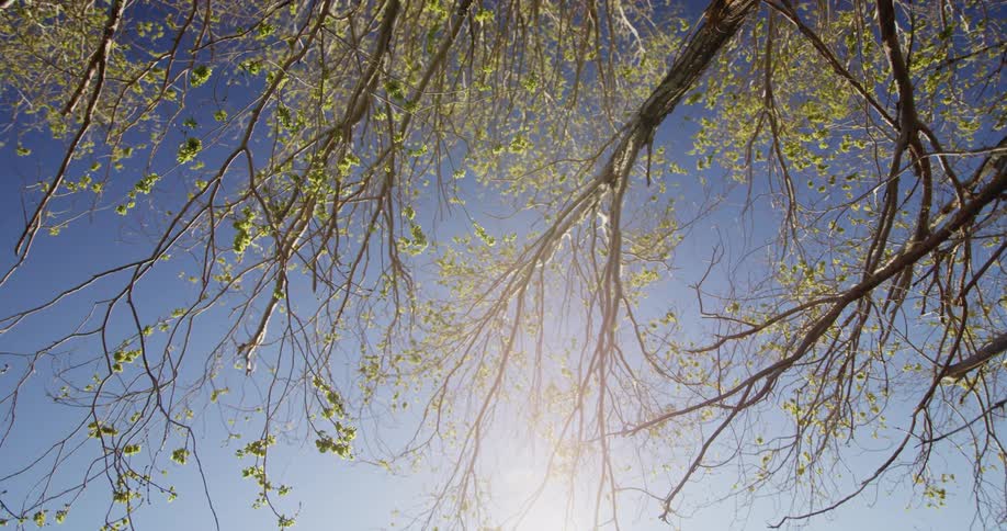 Sunlight filters through the leaves and branches of a tree