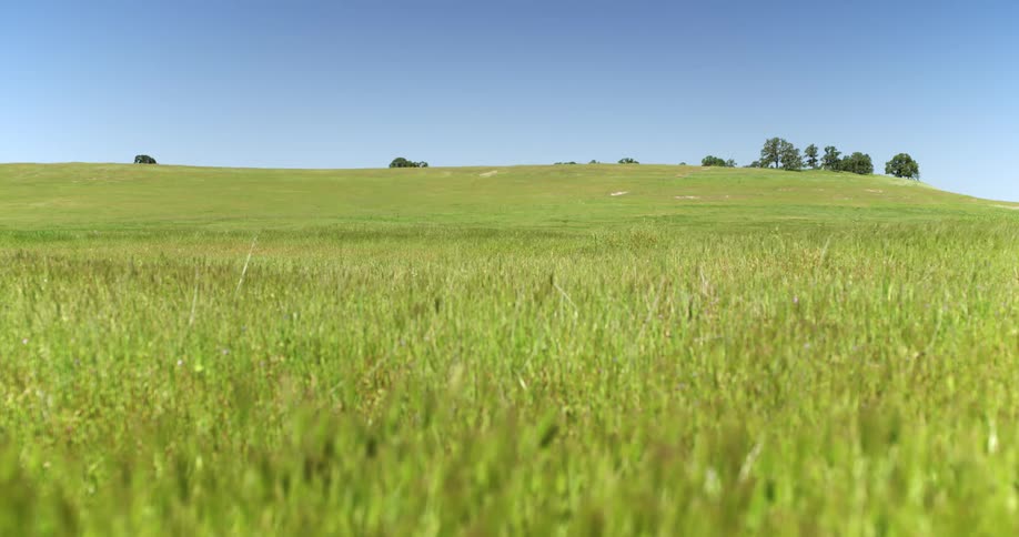 A vast grassland with gentle hills on a sunny day