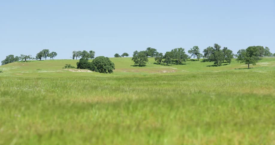 The grass of a vast grassland swaying in the wind on a sunny day