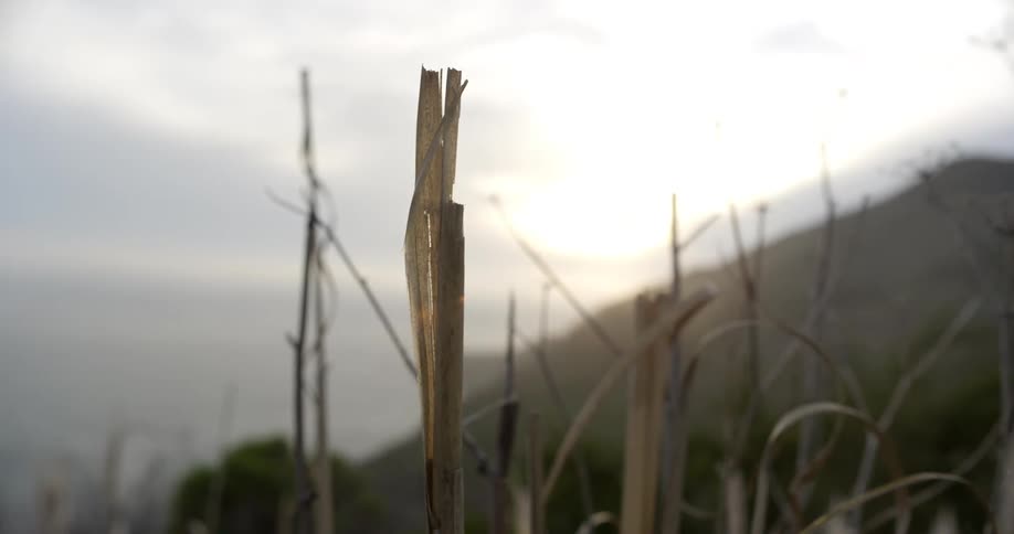 A hilly coast is visible beyond some blades of dead grass