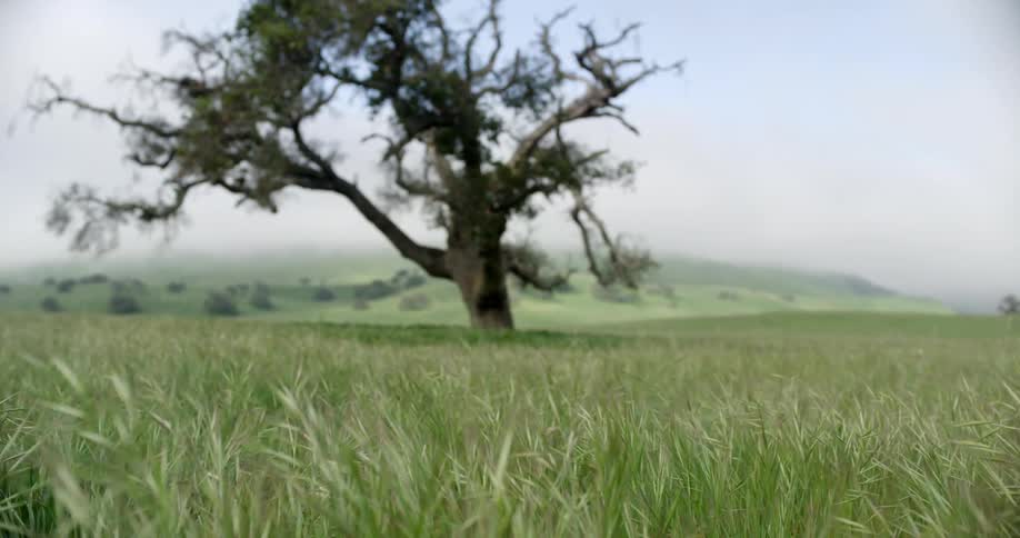 Lonely tree in the middle of a grass field near the cloud covered mountains