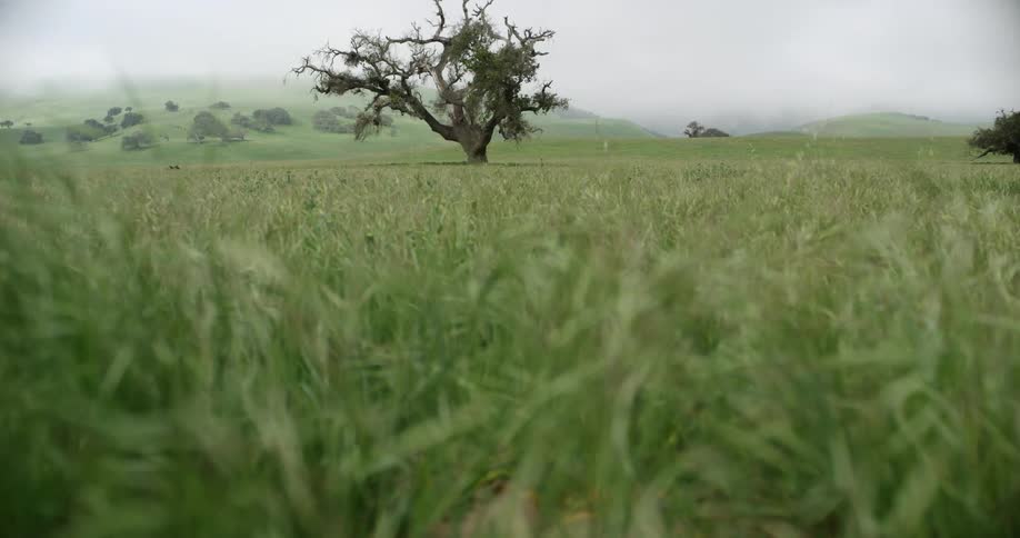 Lonely tree in a prairie near the hills on an overcast day