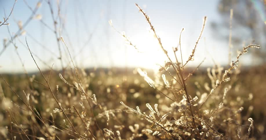 The sun is shining through the grass