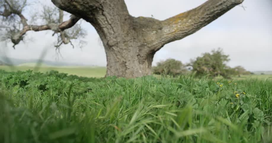 A large tree sits on the field