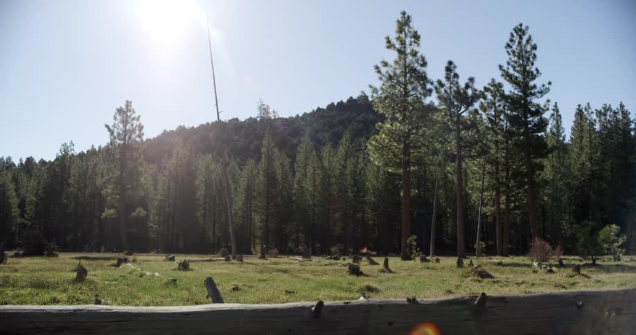 Sunlight over a pine tree forest next to the mountain