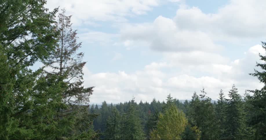 Trees in the forest sit under a sunny sky as mountains sit in the distance