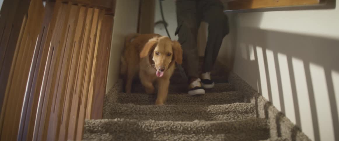 A man is walking his dog down a flight of stairs