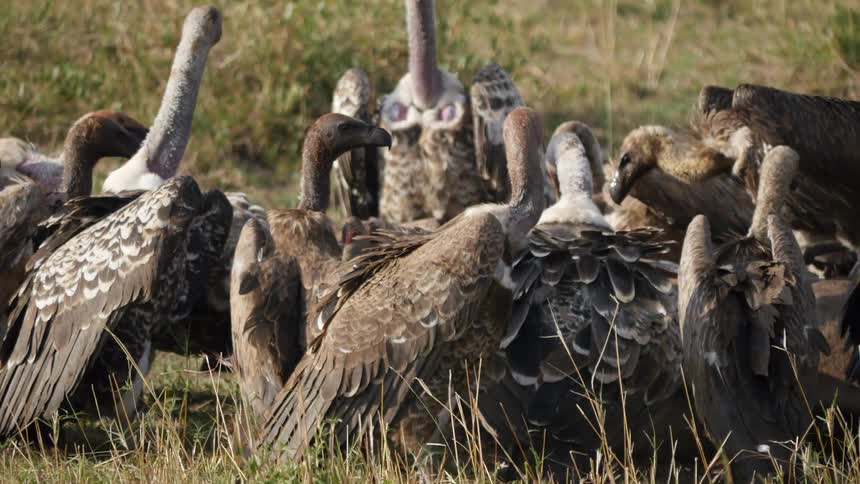 Vultures feeding from a carcass