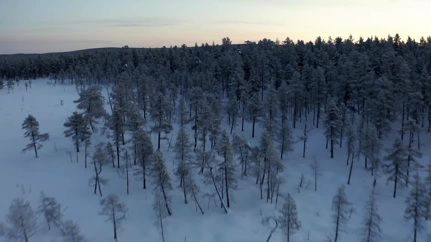 Aerial view of trees in a snow covered forest