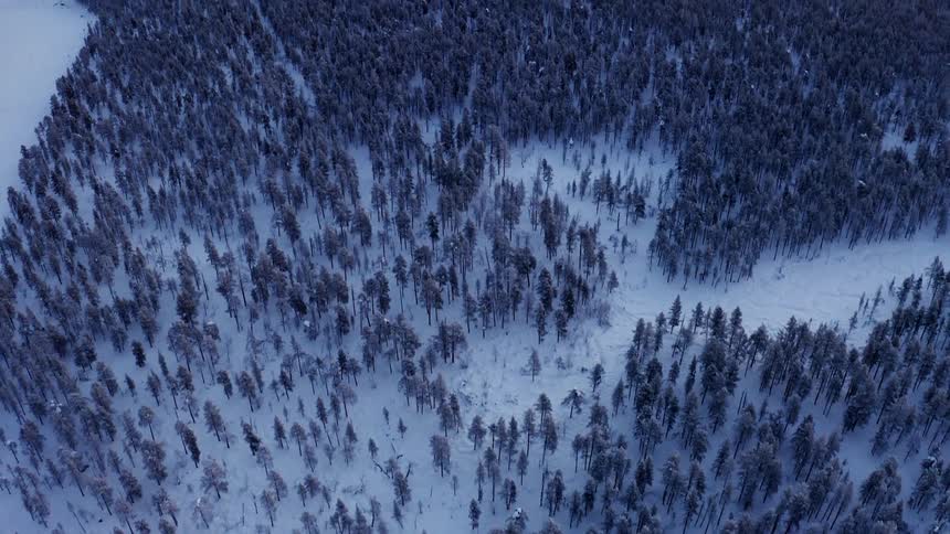 Snow covers an evergreen forest
