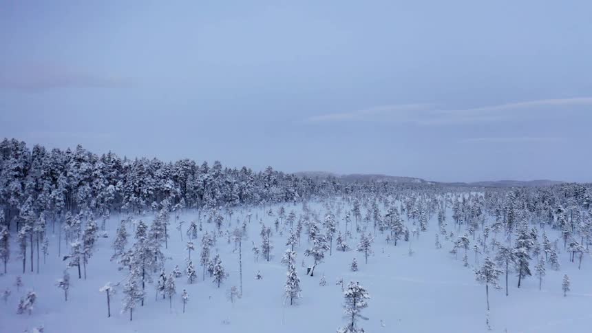 Pine forest covered in snow