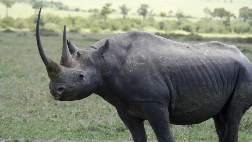 A rhino is standing on the grass chewing