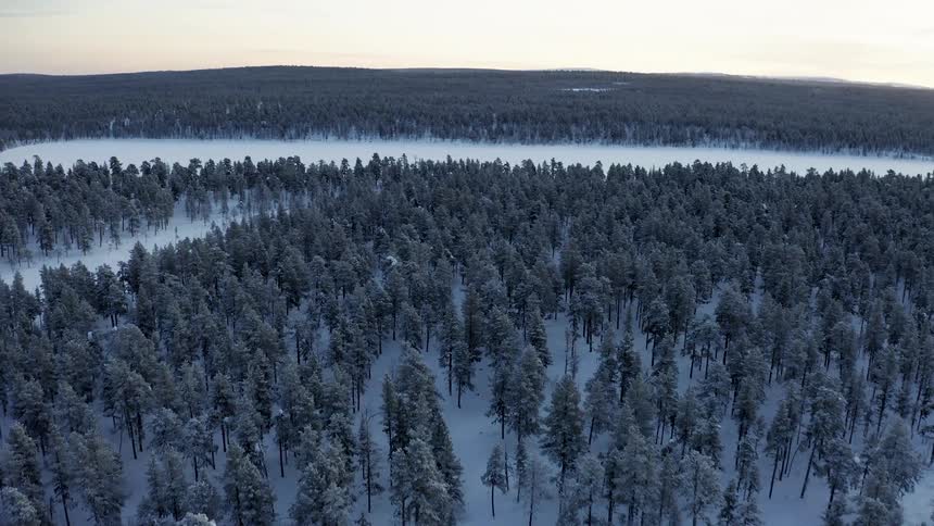Snow covers clearing and ground in conifer forest