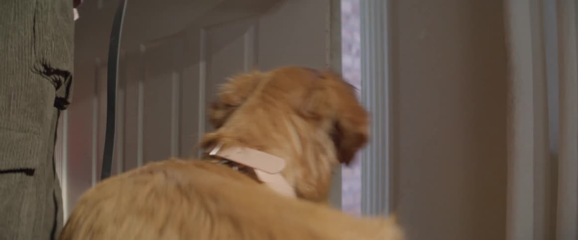 Man with green pants opens the door and takes golden retriever for a walk