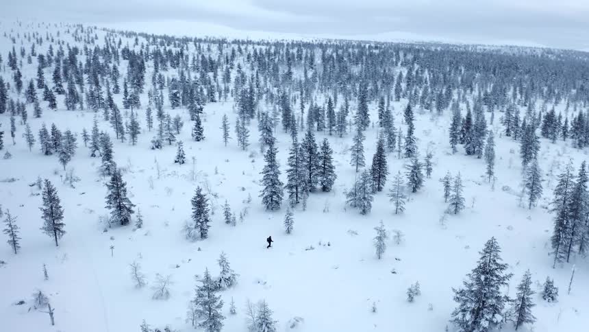 A person is walking through a sparse pine forest in winter