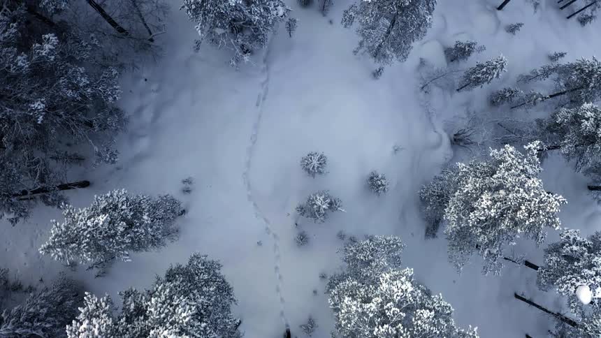 A person hikes in the snow in the forest following tracks
