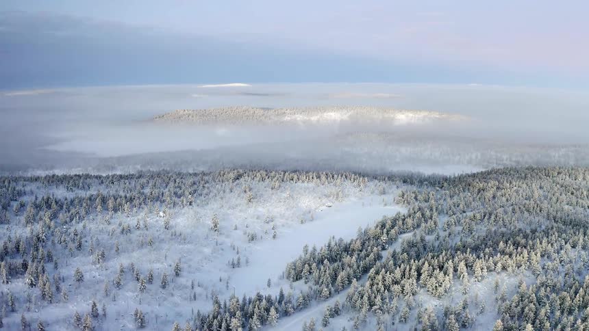 Fog shrouds a snow covered forest