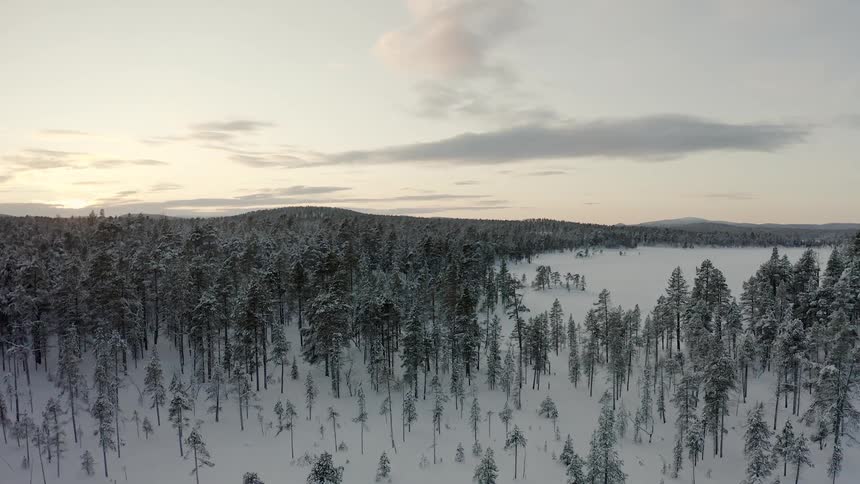 Landscape view of a snow covered forest