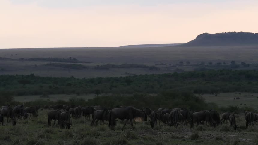 A herd of animals are grazing on a field at sunset