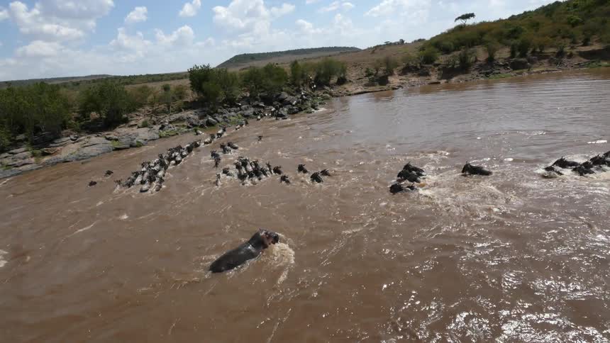 A herd of wild animals cross a river