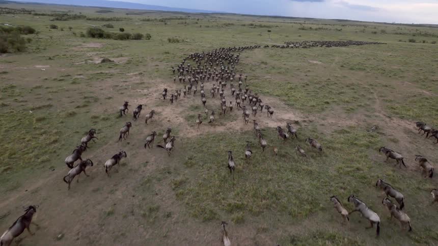 A herd of bison stampeding