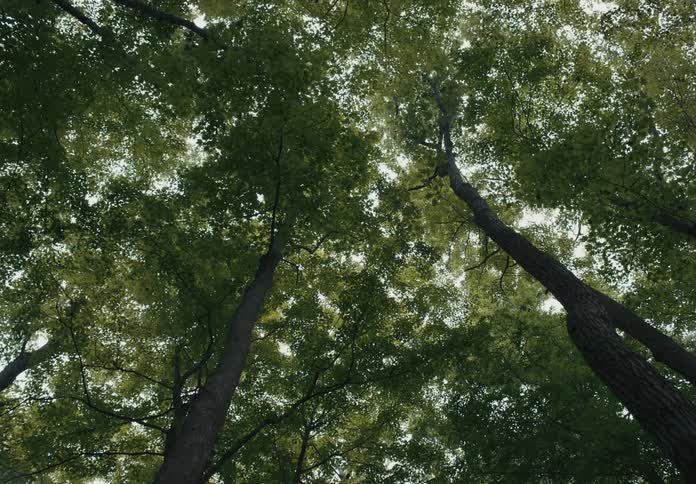 A forest is displayed during midday