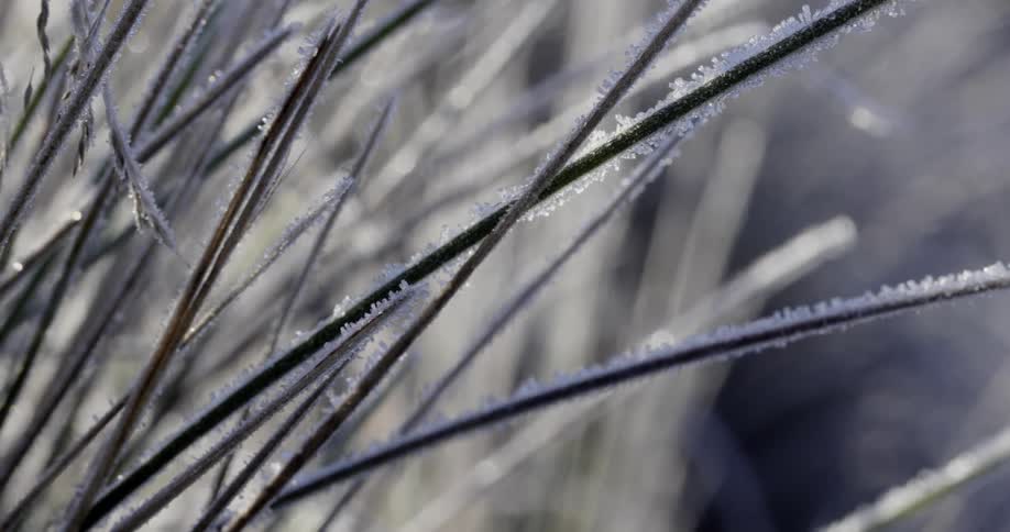 The grass is covered in frost