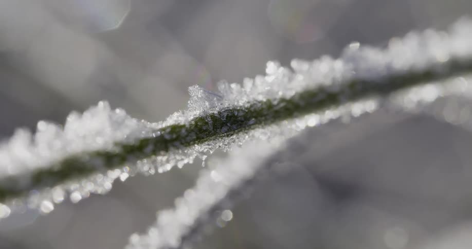 Frost and ice on the surface of a green branch