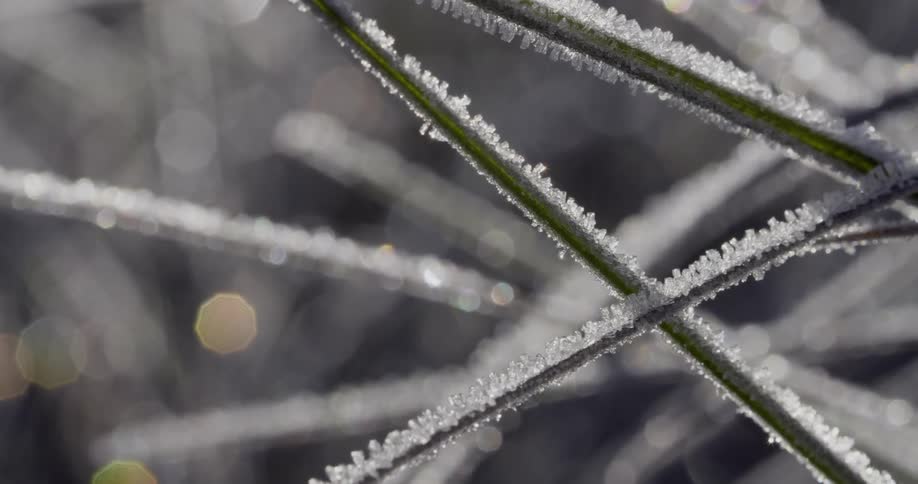Ice encloses green plant stalks