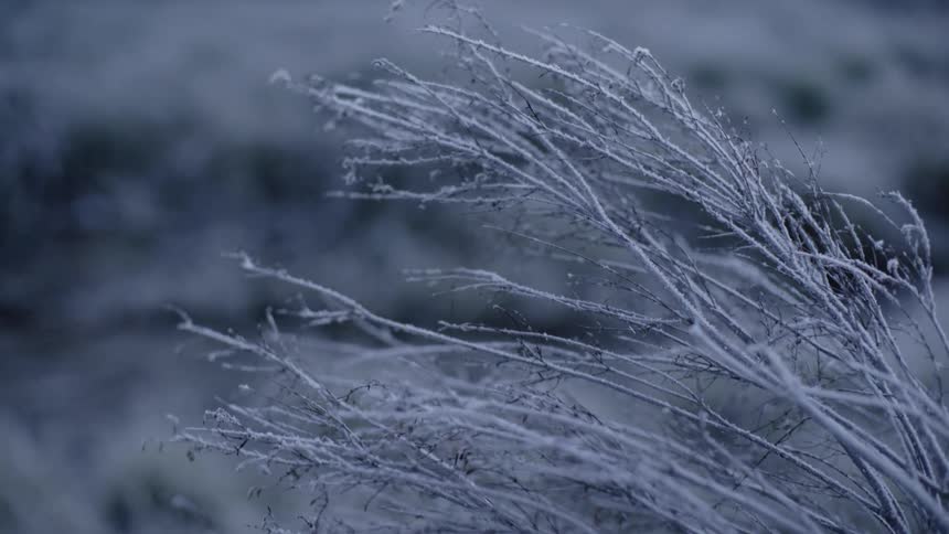 A river flowing past tree branches