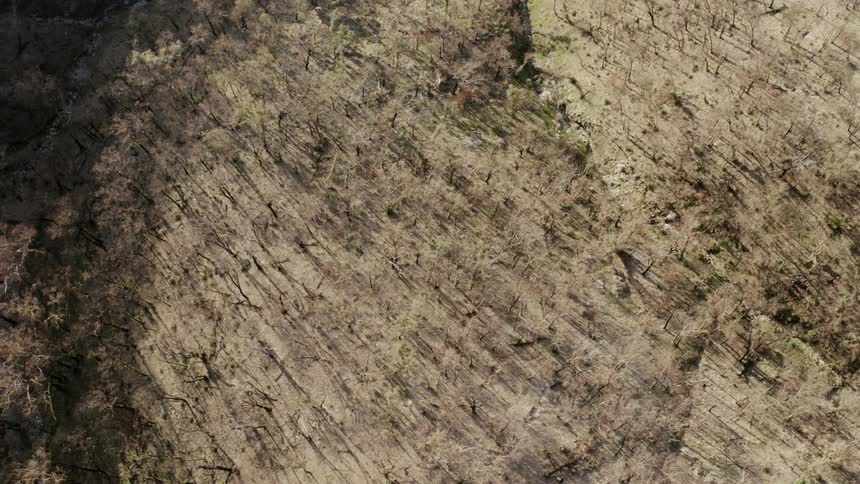 Aerial view of trees in a dry land