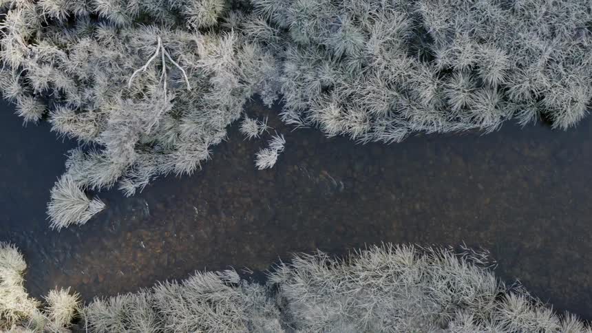 The forest trees are covered with frost