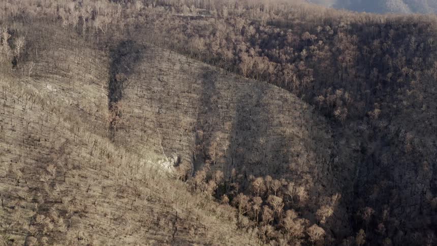 Trees cover the side of a hill