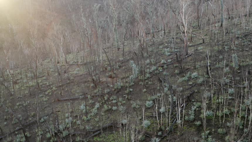 Bare trees stand in the forest
