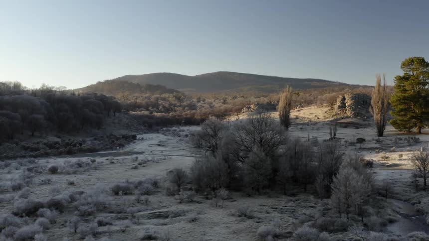 Frost on the ground of a field with bushes